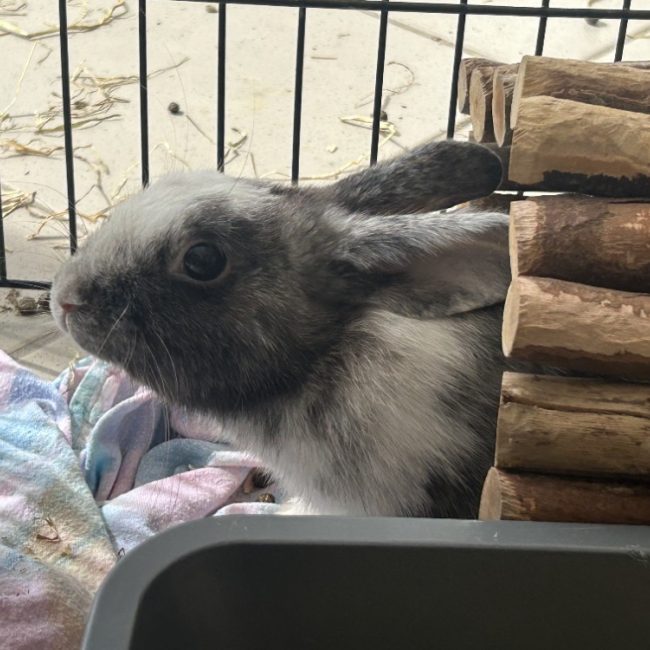 Baba - Rongeur Lapin à adopter