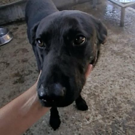 NERO - Chien à adopter