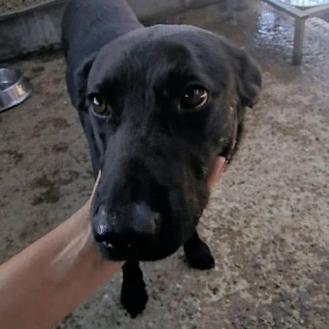 NERO - Chien à adopter