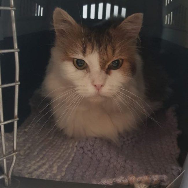 Mario - Chat à adopter