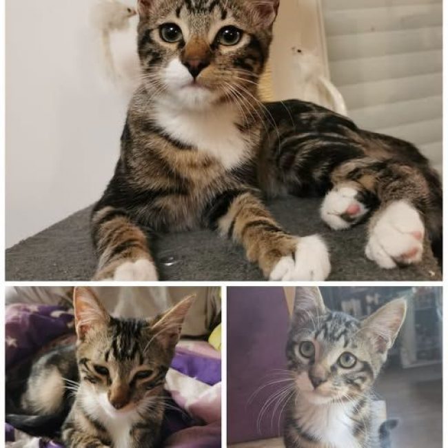 bernie - Chat Européen à adopter