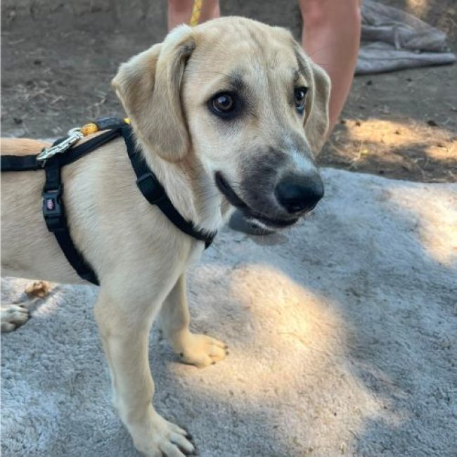 MANO - Chien à adopter