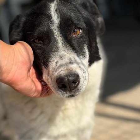 MARINA - Chien à adopter