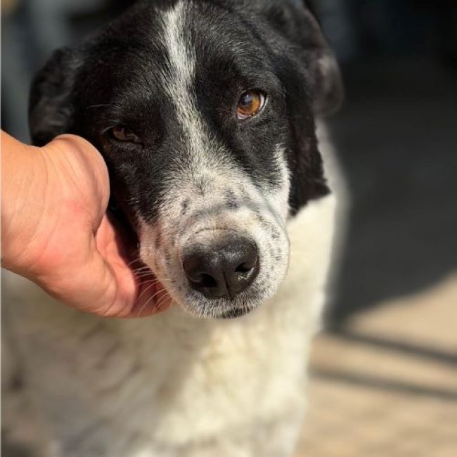 MARINA - Chien à adopter