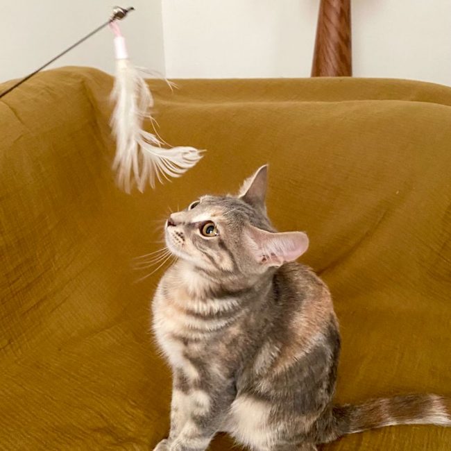 Brisa - Chat à adopter