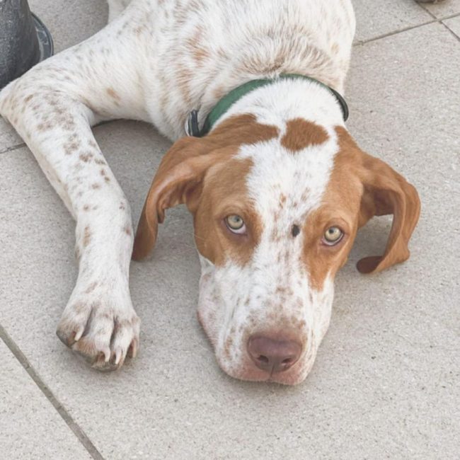 HUGO - Chien à adopter
