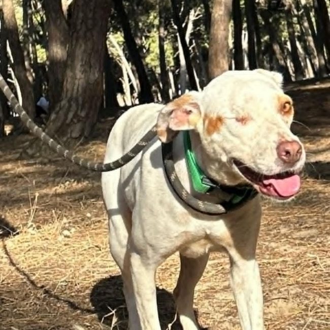 JADE - Chien à adopter