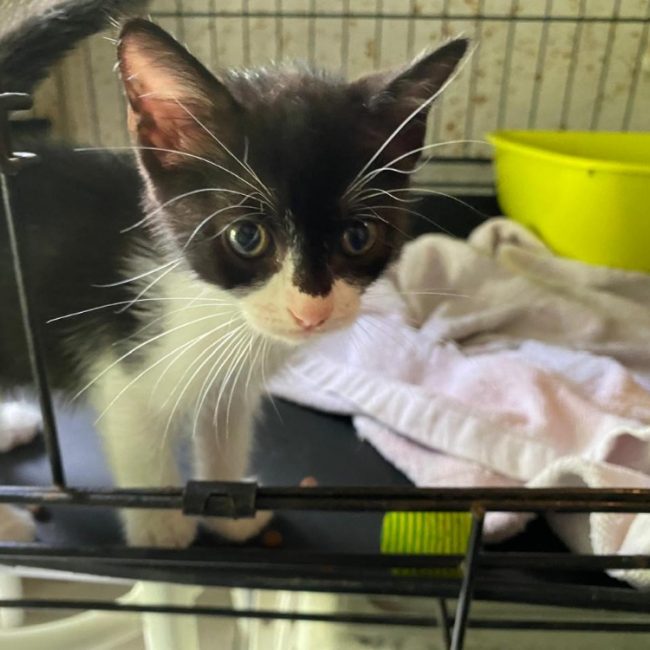Aimee - Chat Européen à adopter