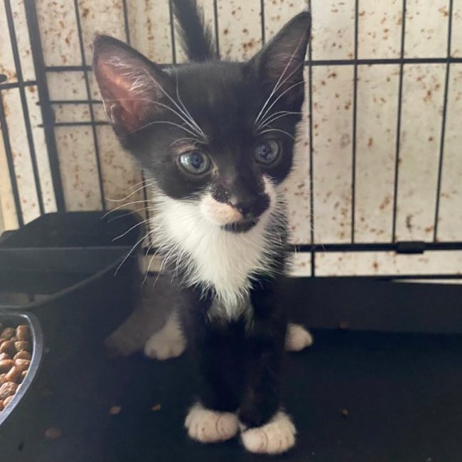 Amo - Chat Européen à adopter