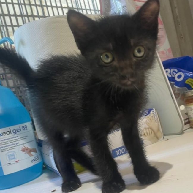 Ange - Chat Européen à adopter