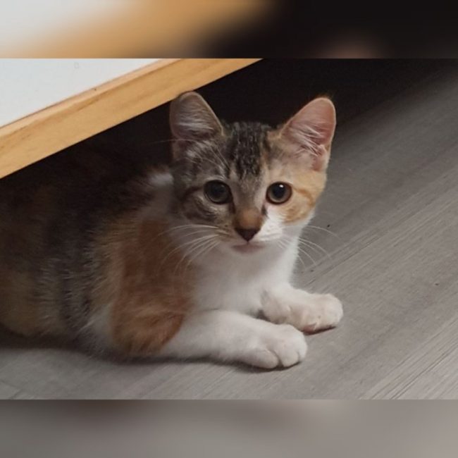 Paulette - Chat Européen à adopter