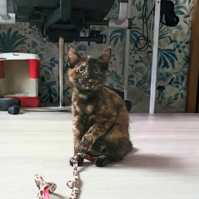Suzette - Chat Européen à adopter