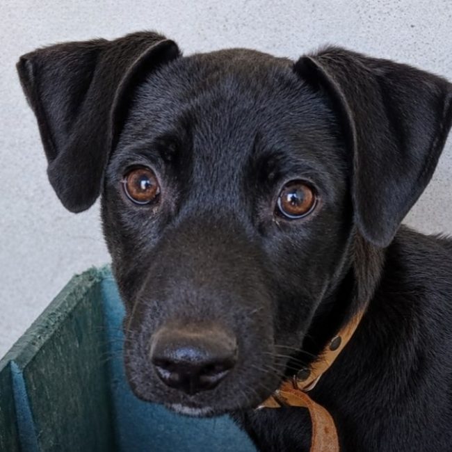 Hei-hei - Chien à adopter