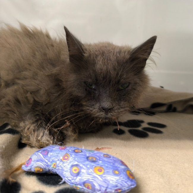 Plume - Chat Européen à adopter