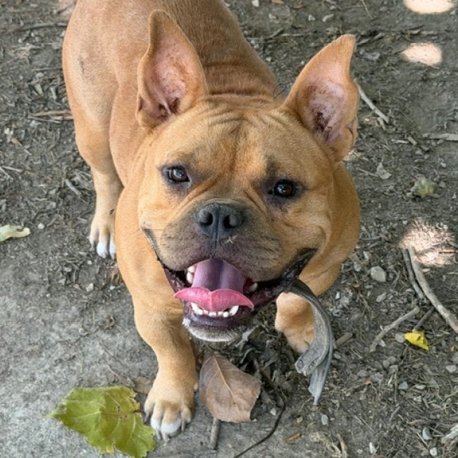 Aiko - Chien American Bully à adopter