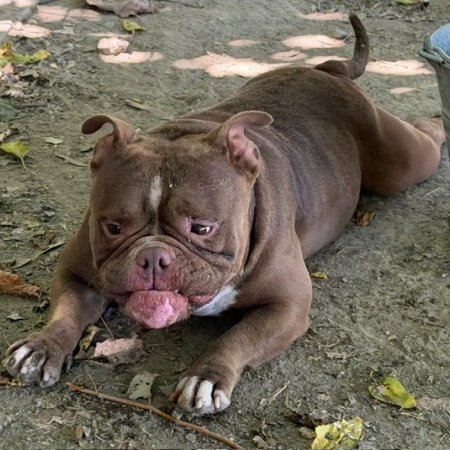 Cuba - Chien American Bully à adopter