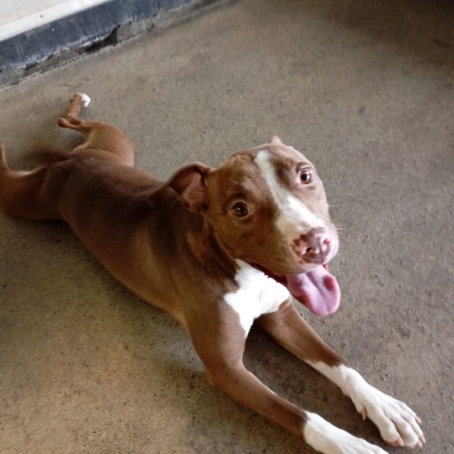 Alamarge - Chien Bouledogue Américain à adopter