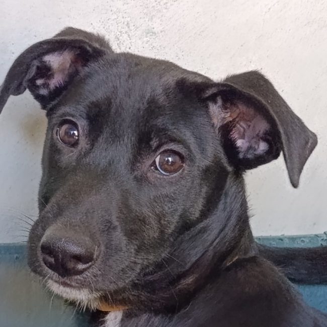 Den - Chien à adopter