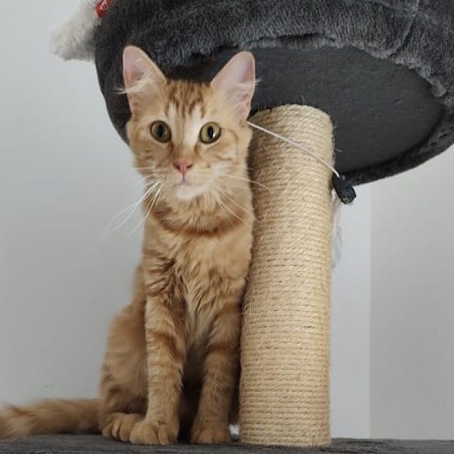 Petunia - Chat Européen à adopter