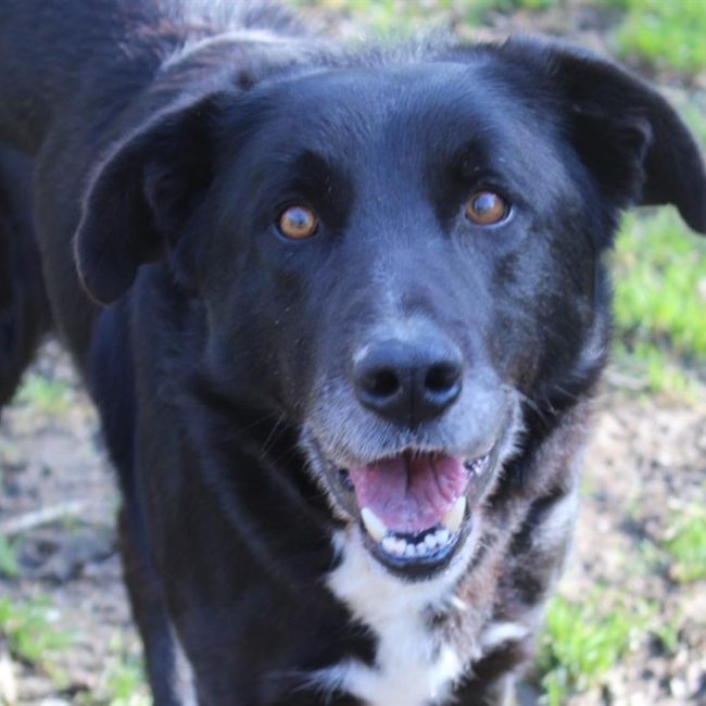 Archi - Chien à adopter