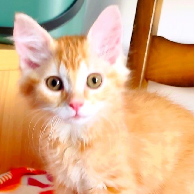 Bougui - Chat Européen à adopter