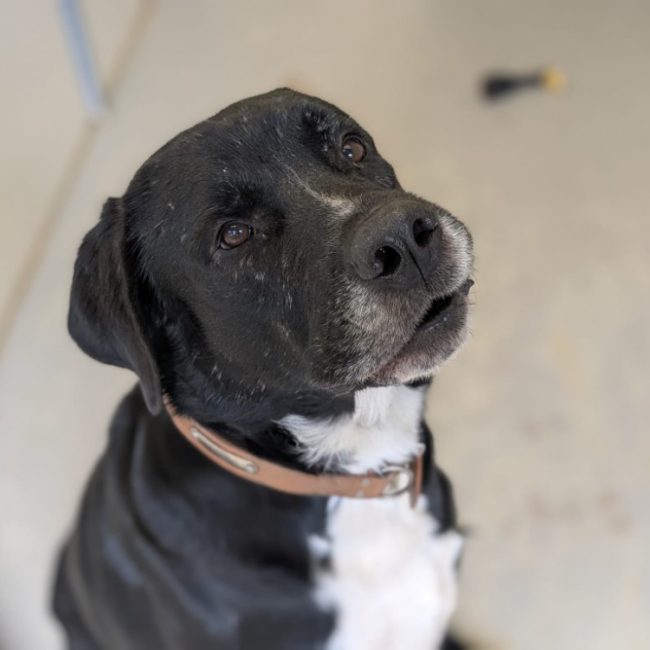 Balou - Chien à adopter
