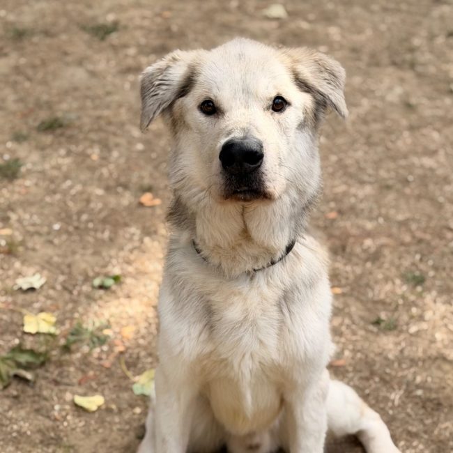 Tyson - Chien à adopter