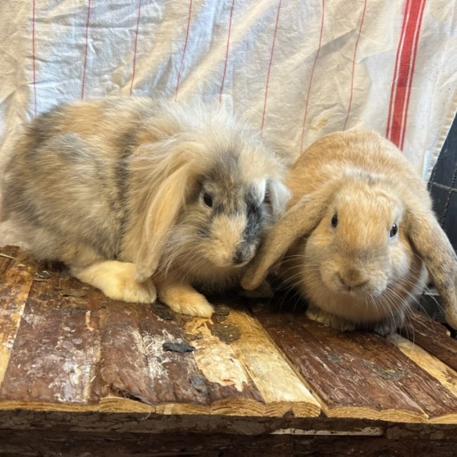 Janie - Rongeur Lapin à adopter
