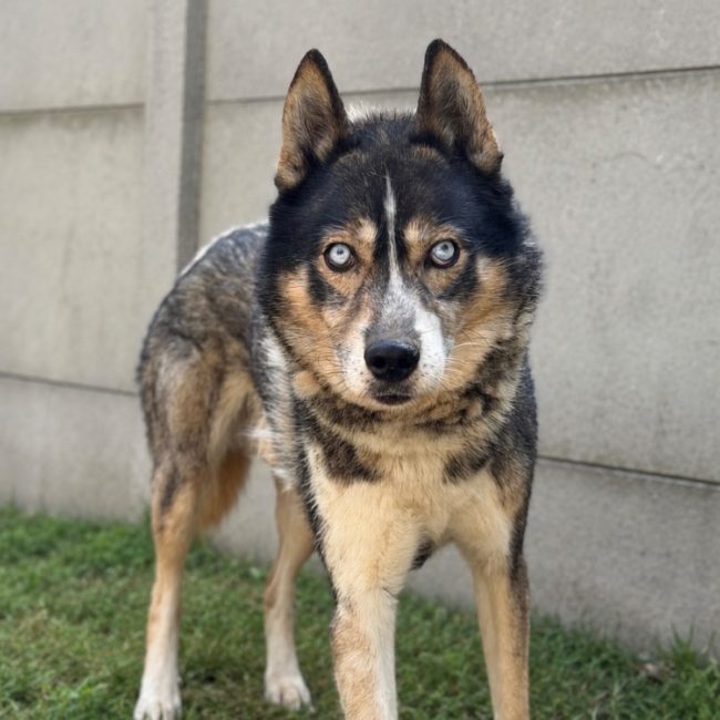 Blizzard - Chien à adopter