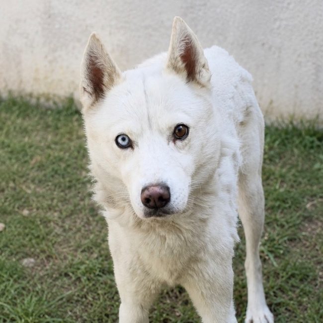 Tundro - Chien à adopter