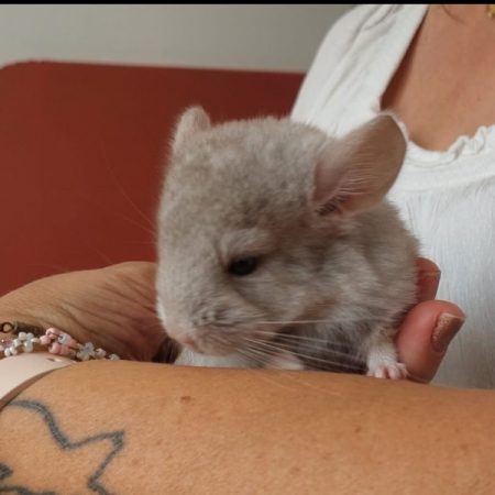 Chinchimou - Rongeur Chinchilla à adopter