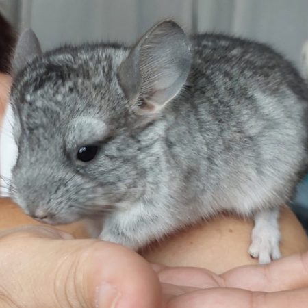 Chinchidou - Rongeur Chinchilla à adopter