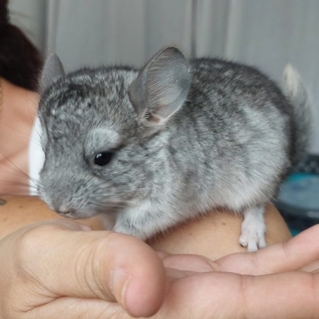 Chinchidou