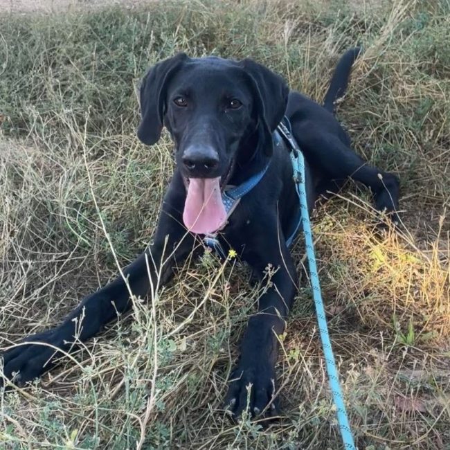 SCOOBY - Chien à adopter