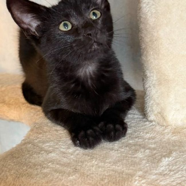 BALTHAZAR - Chat Européen à adopter
