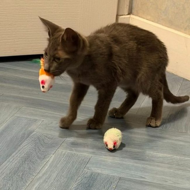 BAZILE - Chat Européen à adopter