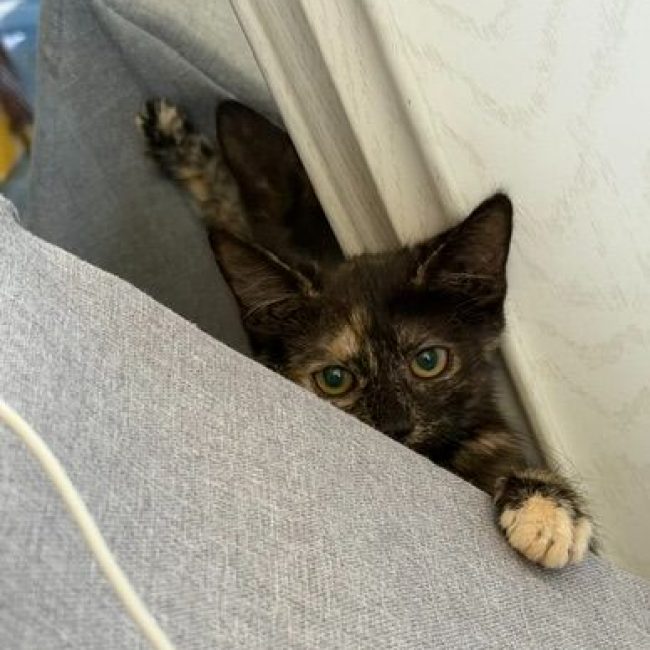 BIANCA - Chat Européen à adopter