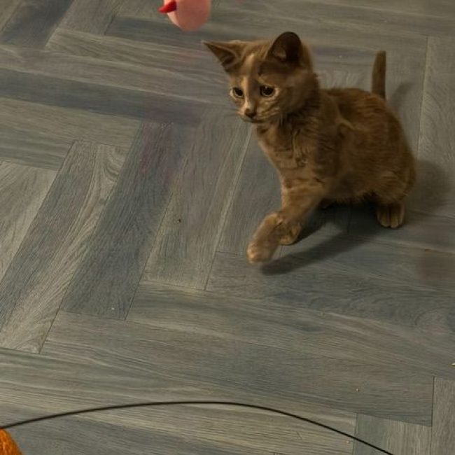 BISCOTTE - Chat Européen à adopter
