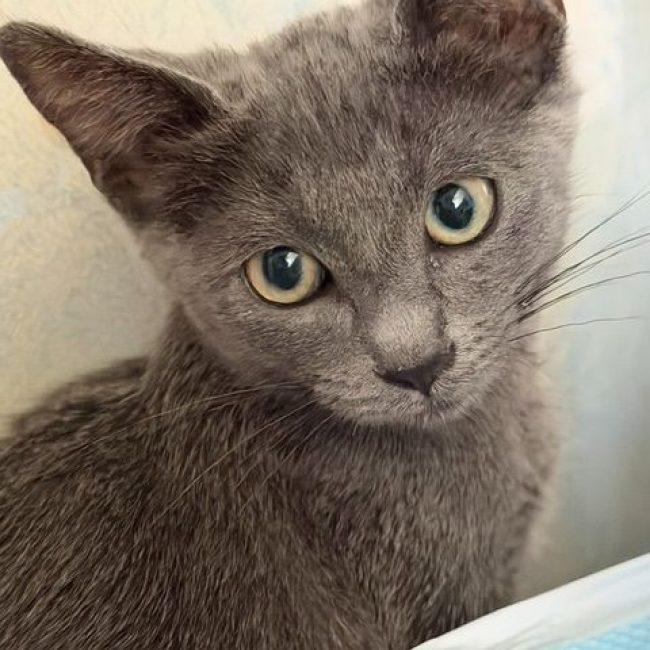 BOUCHON - Chat Européen à adopter