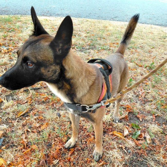 Django - Chien à adopter
