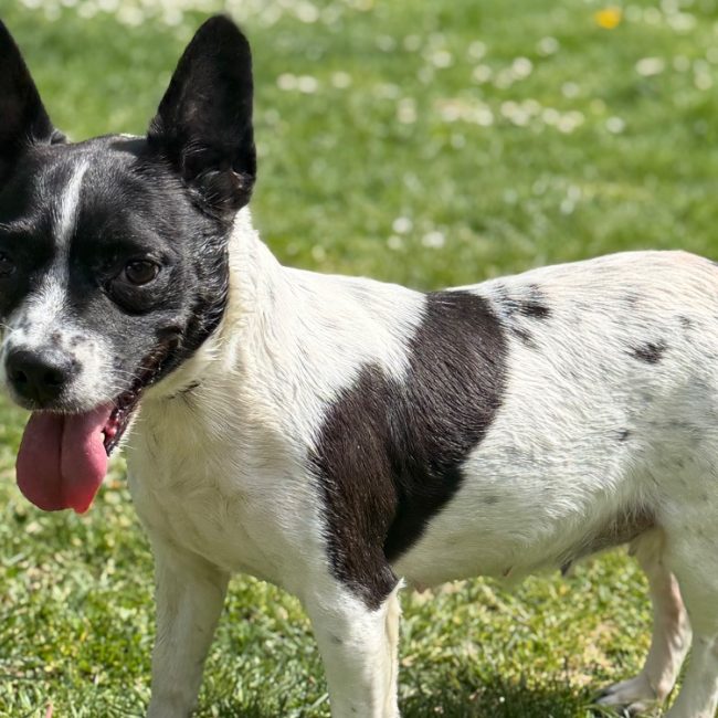Nana caa1515933 - Chien à adopter