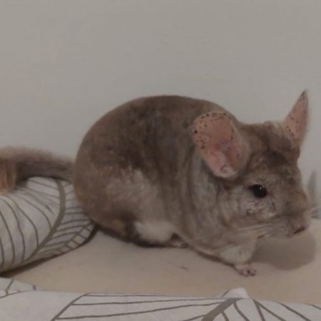 Pashmilla - Rongeur Chinchilla à adopter