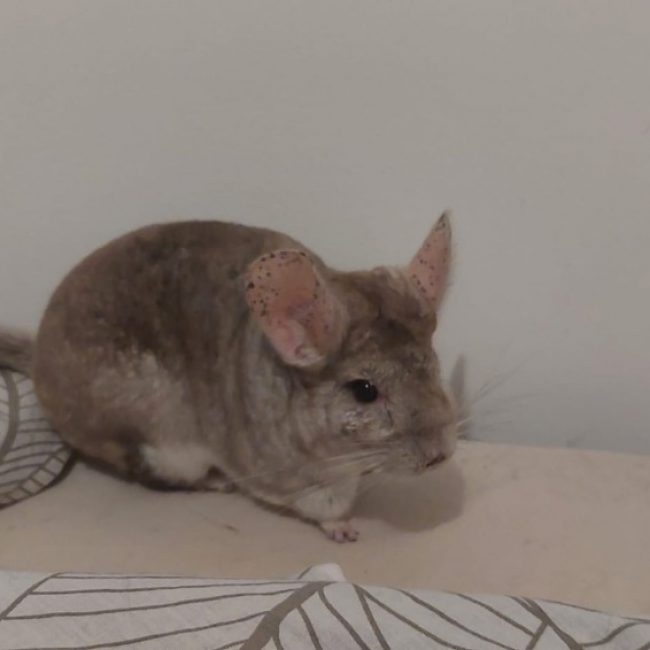 Pashmilla