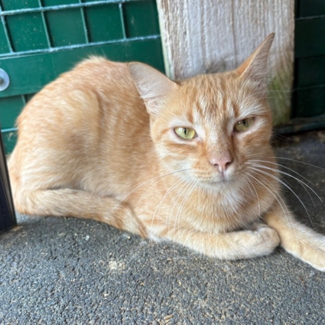 Tanana - Chat Européen à adopter