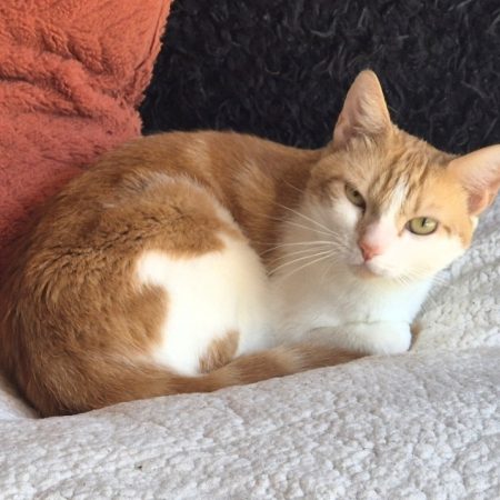 Achille - Chat Européen à adopter