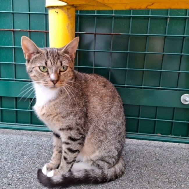 Grisette - Chat Européen à adopter