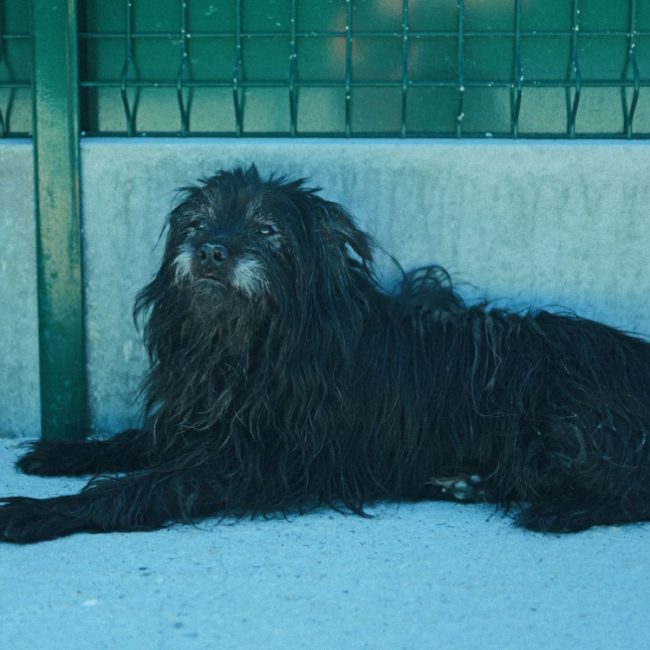 Rex - Chien à adopter