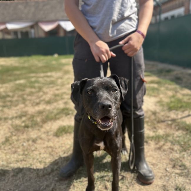 Naya - Chien à adopter