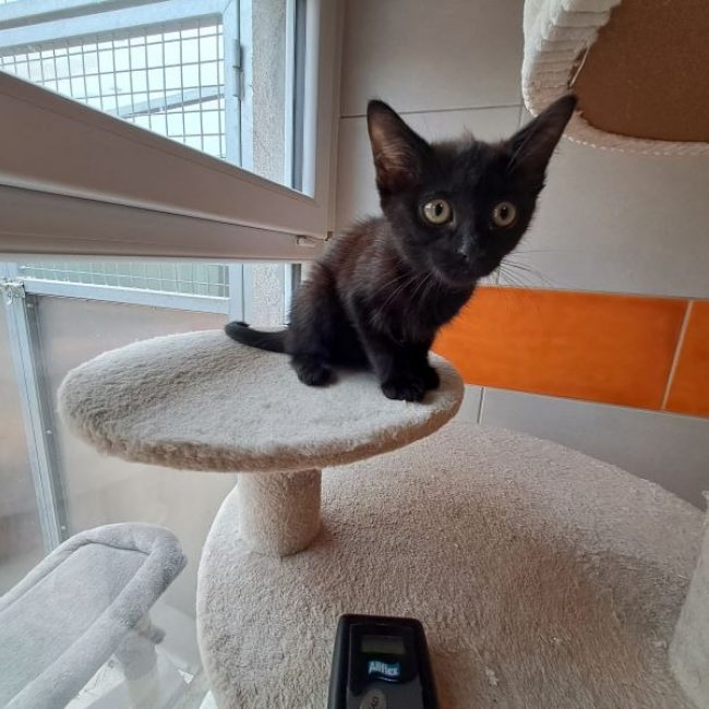 Hanoï - Chat Européen à adopter