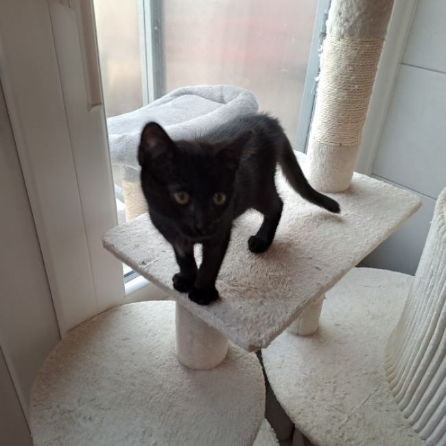 Bamako - Chat Européen à adopter